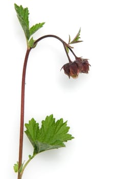 Bachnelkenwurz  Geum rivale