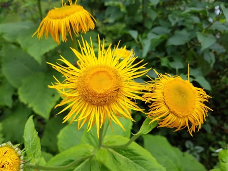 Alant  Bluete  Inula Helenium  Staudenpflanze, Heilpflanze