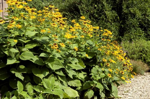 Alant  Bluete  Inula Helenium