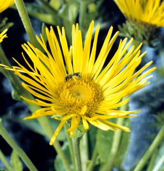 Alant, Inula helenium, Heilpflanze, Zierblume, Heilpflanzen, Zierblumen, Blüte, gelb, Staudenpflanze, Garten, Biene..