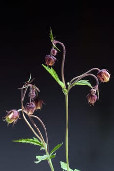 Bachnelkenwurz  Geum rivale  Geum