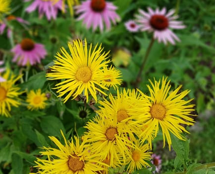 Alant  Roter Sonnenhut  Echinacea  purpurea  Inula Helenium, heilpflanze