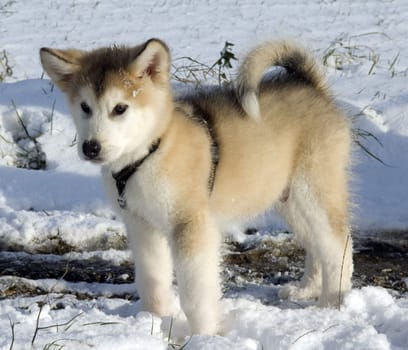 Alaskan   Malamut