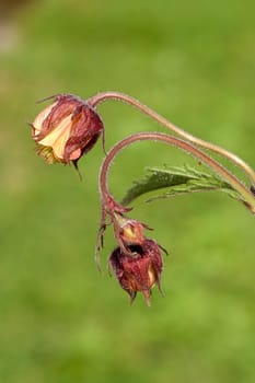 Bachnelkenwurz  Geum rivale  Geum