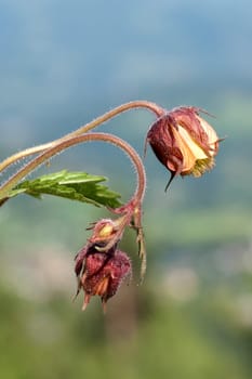 Bachnelkenwurz  Geum rivale  Geum