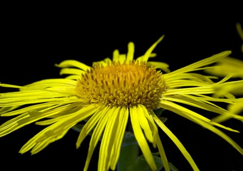 Alant  Bluete  Inula Helenium