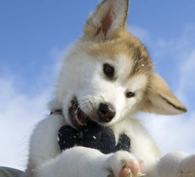 Alaskan   Malamut