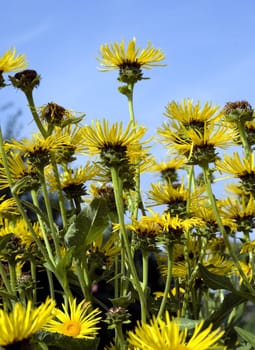 Alant,  Bluete, Inula Helenium