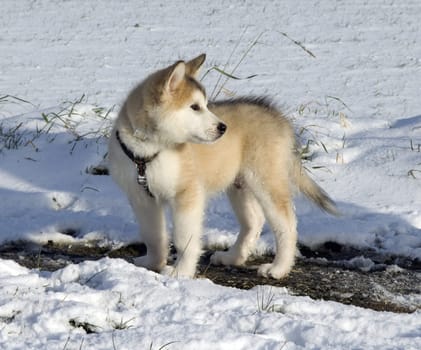 Alaskan   Malamut