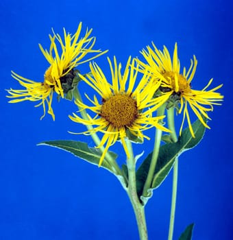 Alant, Inula helenium, Heilpflanze, Zierblume, Heilpflanzen, Zierblumen, Blüte, gelb, Staudenpflanze, Garten, key, keying, Freisteller, Studio, bluebox, chromakey..