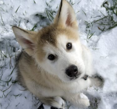 Alaskan   Malamut