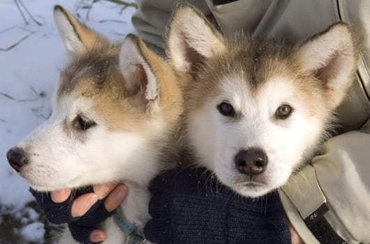 Alaskan   Malamut