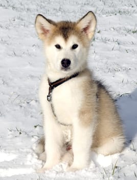 Alaskan   Malamut