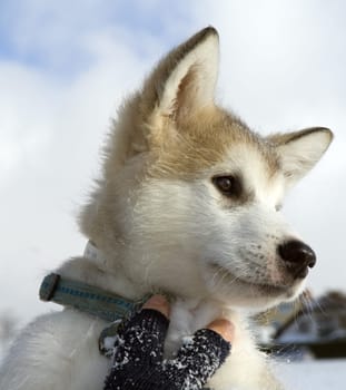 Alaskan   Malamut