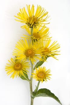Alant,  Bluete, Inula Helenium