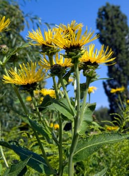 Alant  Blüte  Inula Helenium