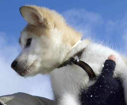 Alaskan   Malamut