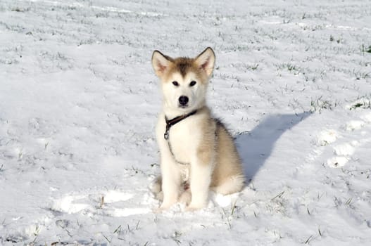 Alaskan   Malamut