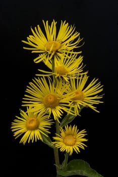 Alant,  Bluete, Inula Helenium