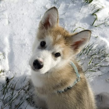 Alaskan   Malamut