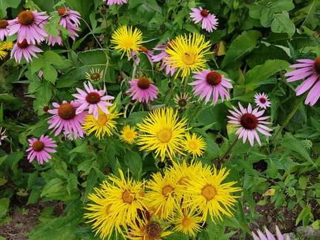 Alant  Roter Sonnenhut  Echinacea  purpurea  Inula Helenium, heilpflanze