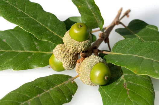 Aleppo-Eiche, Quercus infectoria, Aleppoeiche