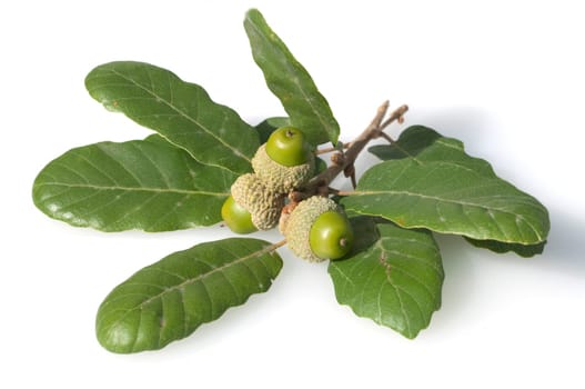 Aleppo-Eiche, Quercus infectoria, Aleppoeiche