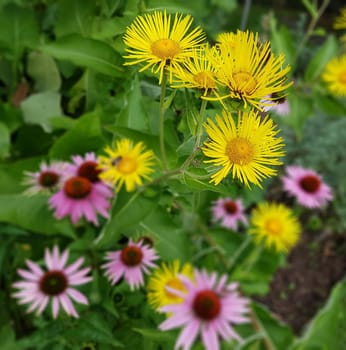 Alant  Roter Sonnenhut  Echinacea  purpurea  Inula Helenium, heilpflanze