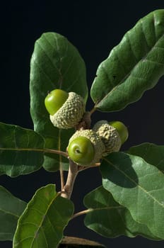 Aleppo-Eiche, Quercus infectoria, Aleppoeiche