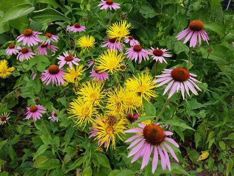 Alant  Roter Sonnenhut  Echinacea  purpurea  Inula Helenium, heilpflanze
