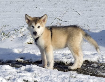 Alaskan   Malamut