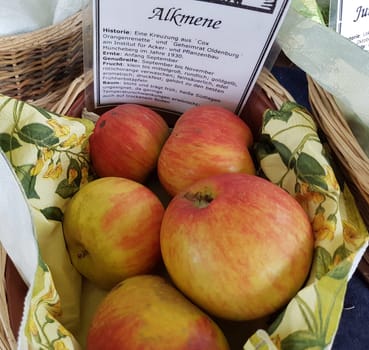 Alkmene, Apfel, Malus, domestica, Alte Apfelsorte