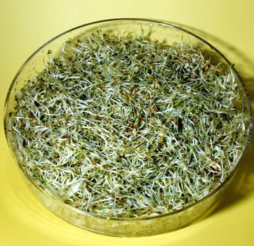 Alfalfakeime