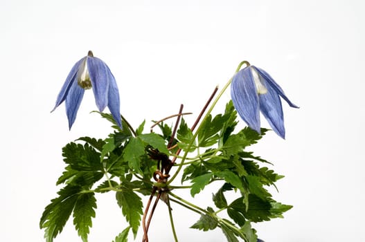 Alpen Clematis, Clematis alpina