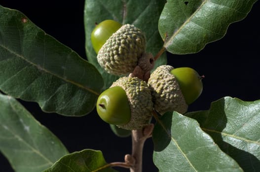 Aleppo-Eiche, Quercus infectoria, Aleppoeiche