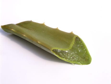 Aloe  Aloe Barbadensis