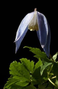 Alpen Clematis, Clematis alpina