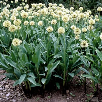 Allermannsharnisch  Allium victorialis