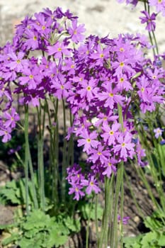 Alpen-Aurikel  Primula auricula