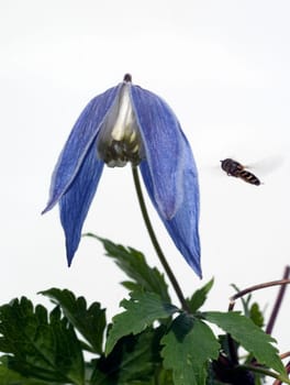 Alpen Clematis, Clematis alpina