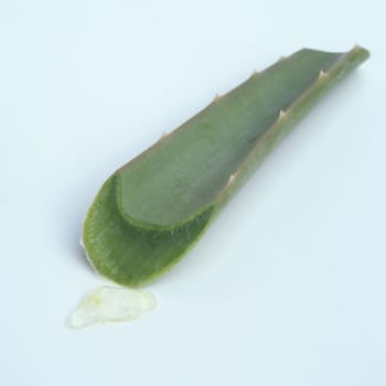 Aloe  Aloe Barbadensis