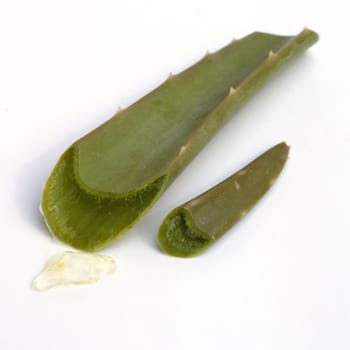 Aloe, Aloe Barbadensis Aloe Vera, Dickblattgewaechs, Heilpflanzen