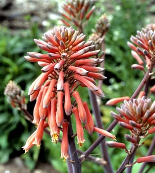 Aloe, Aloe Barbadensis Aloe Vera, Dickblattgewaechs, Heilpflanzen