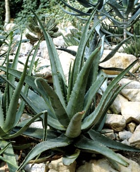 Aloe, Aloe Barbadensis Aloe Vera, Dickblattgewaechs, Heilpflanzen