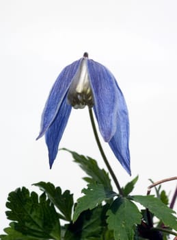 Alpen Clematis, Clematis alpina