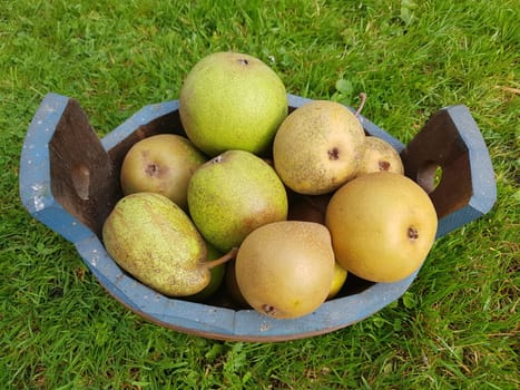 Alte Birnensorten, Birnen, verschiedene, Pyrus communis