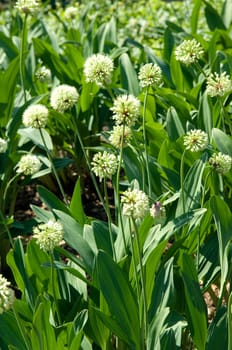 Allermannsharnisch  Allium victorialis