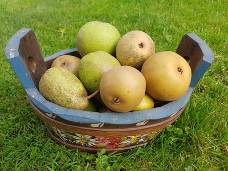 Alte Birnensorten, Birnen, verschiedene, Pyrus communis