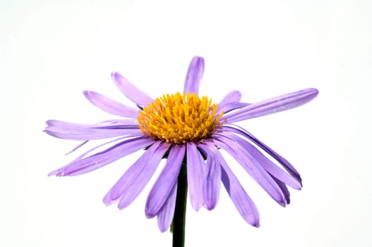 Alpenaster, Aster alpinus