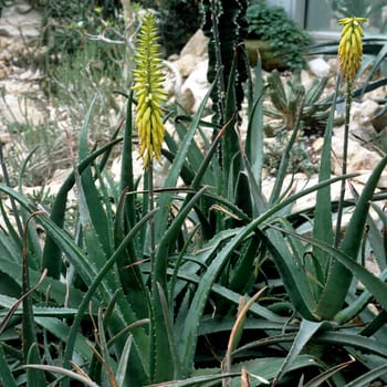 Aloe Vera